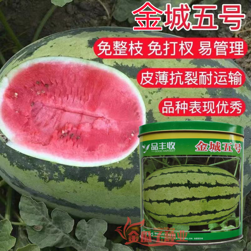 金城五号西瓜脆甜耐裂抗病耐重茬