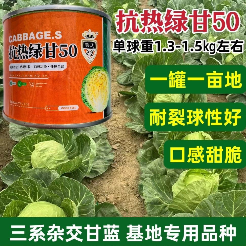 抗热绿甘50甘蓝种子耐裂球口感甜脆结球甘蓝包心菜种子春夏秋耐热