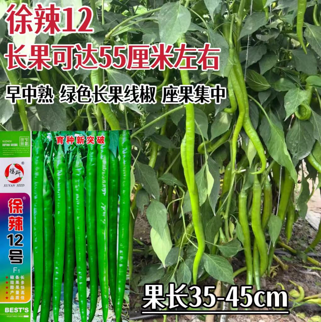 徐辣12号线椒种子超长顺直辣椒种籽高产四季盆栽螺丝椒蔬菜种子苗