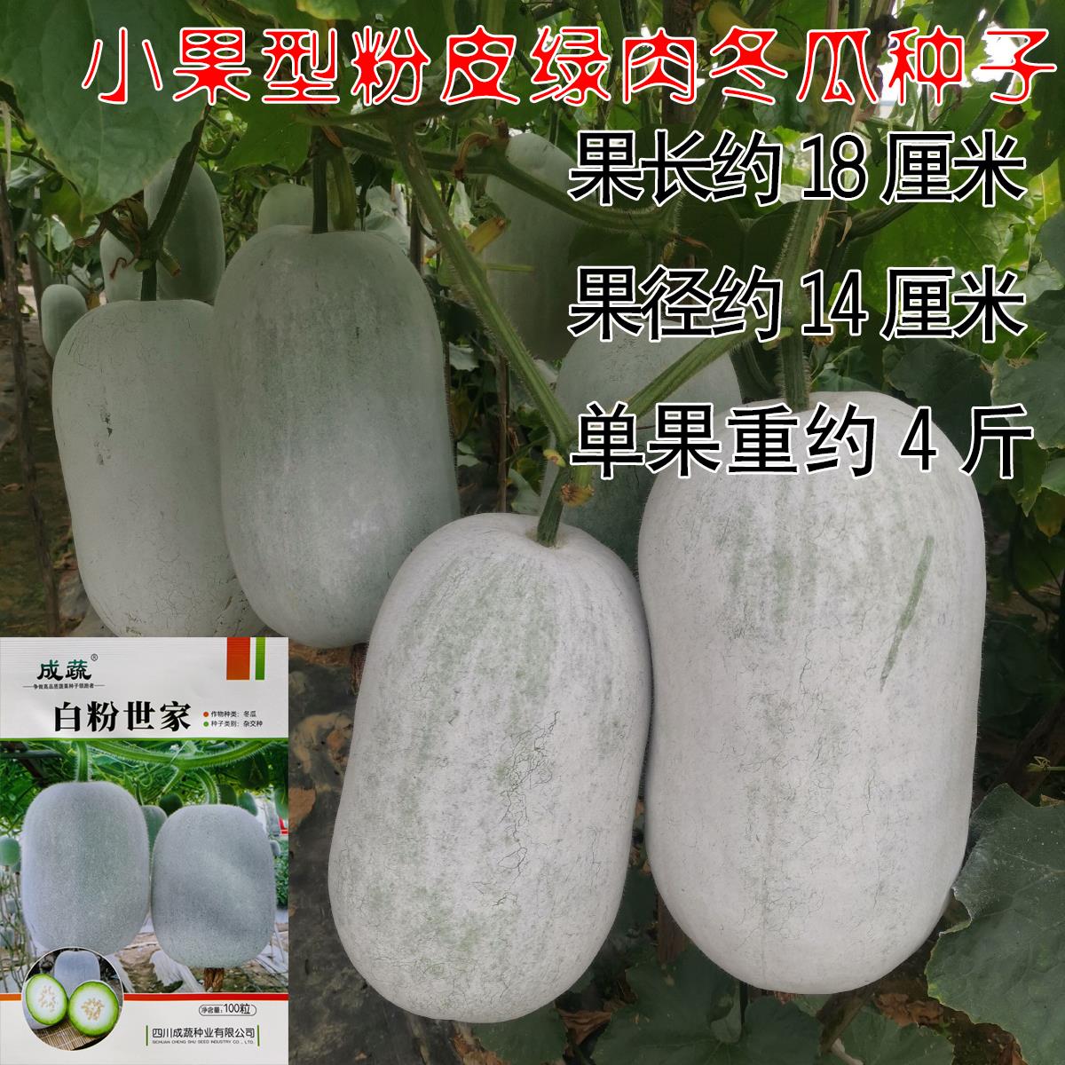 成蔬白粉世家冬瓜种子小果型粉皮冬瓜种籽早中熟高产粉皮冬瓜种子