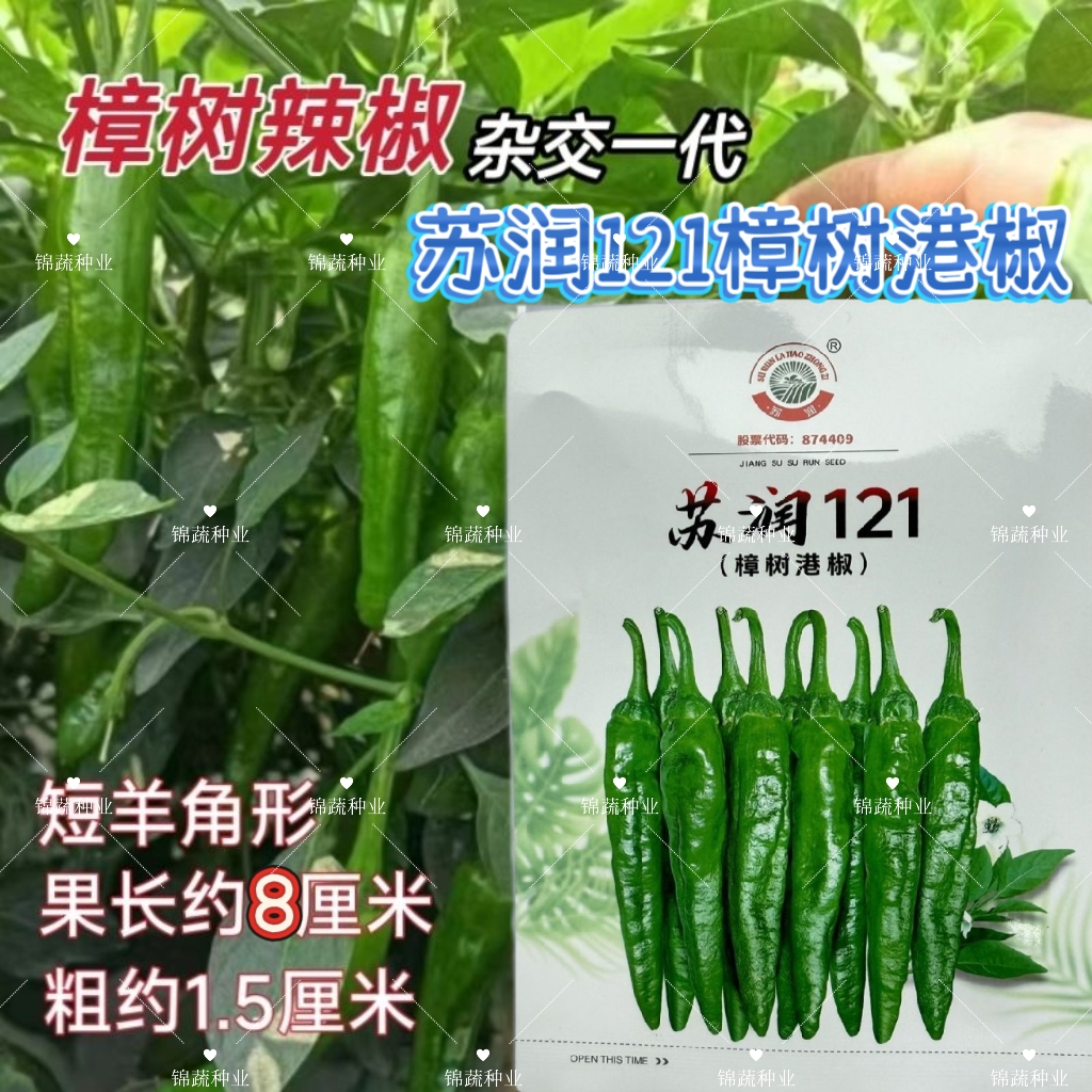 苏润121樟树港椒种子正宗樟树港椒香辣甜短羊角椒小青椒尖椒种子