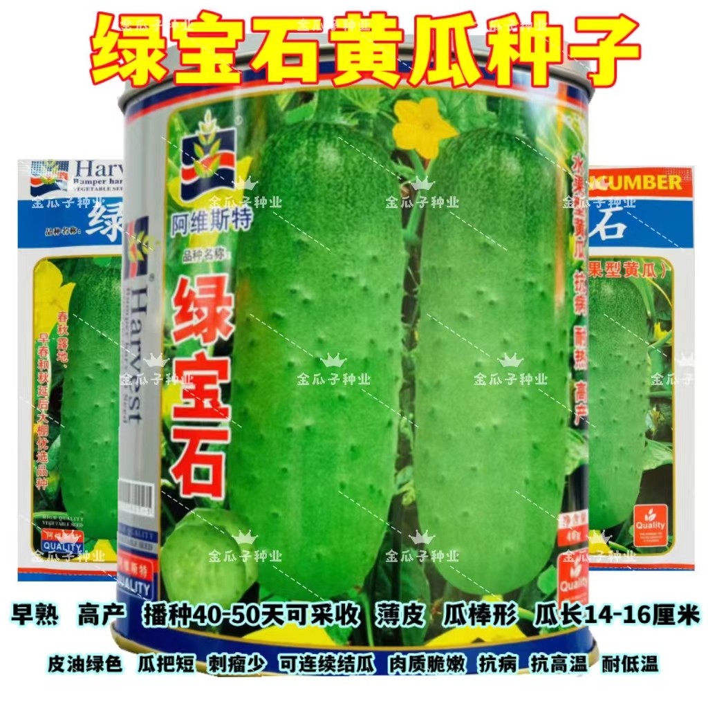 绿宝石水果黄瓜早熟高产刺溜少