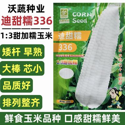 迪甜糯336玉米种子矮杆早熟大棒鲜食非转白色甜加糯玉米种籽高产