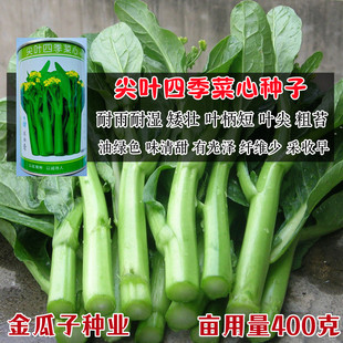 尖叶四季菜心种子春秋冬季广东四九青菜种籽大全农家盆栽蔬菜种孑