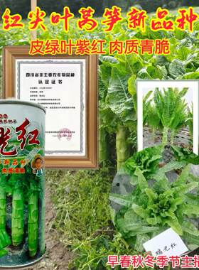 瑞光红莴苣种子抗病高产耐寒莴笋种子南北方农家菜园秋季播莴苣种