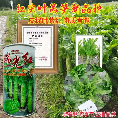 瑞光红莴苣种子抗病高产耐寒莴笋种子南北方农家菜园秋季播莴苣种