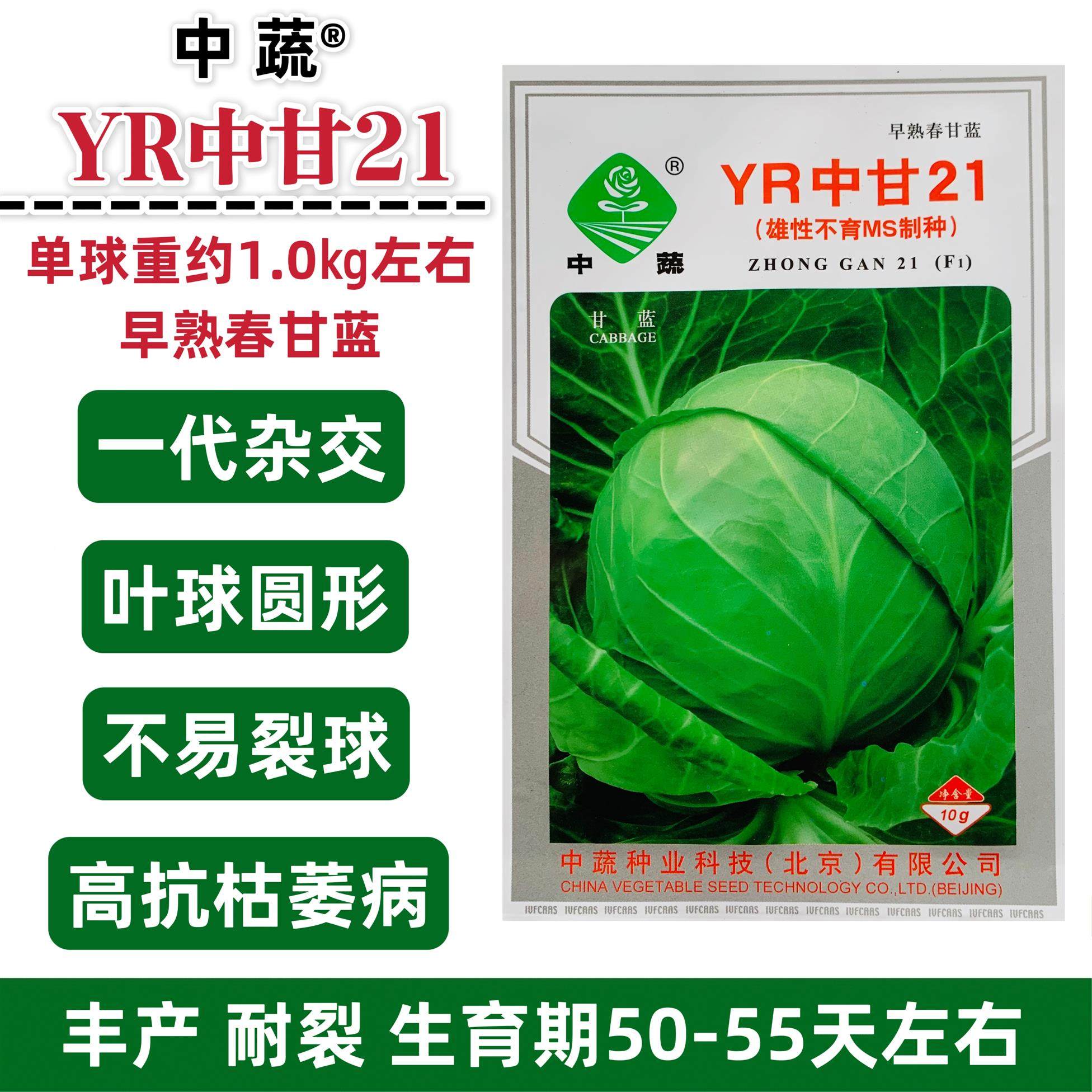 甘蓝种子YR中甘21早熟春甘蓝种子包菜圆球甘蓝种籽卷心菜种籽