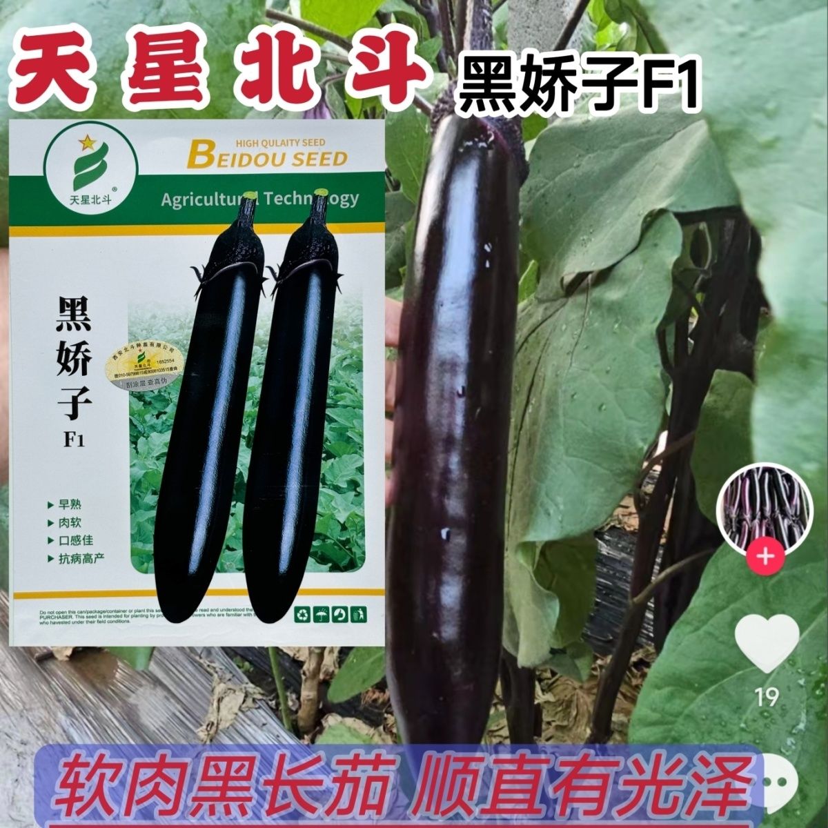 天星北斗黑娇子黑长茄种子紫黑光亮耐寒耐热无籽软肉黑长茄种子