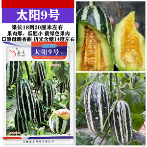 太阳9号甜瓜种子白绿花皮中大果薄皮香瓜种子黄绿色果肉甜脆肉厚