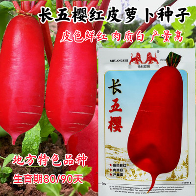 徐科长五樱红皮萝卜种子皮红肉质白高产四季萝卜种子