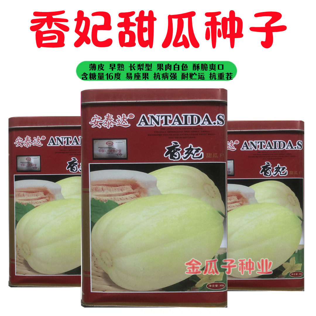 香妃甜瓜早熟薄皮抗重茬香瓜甜脆