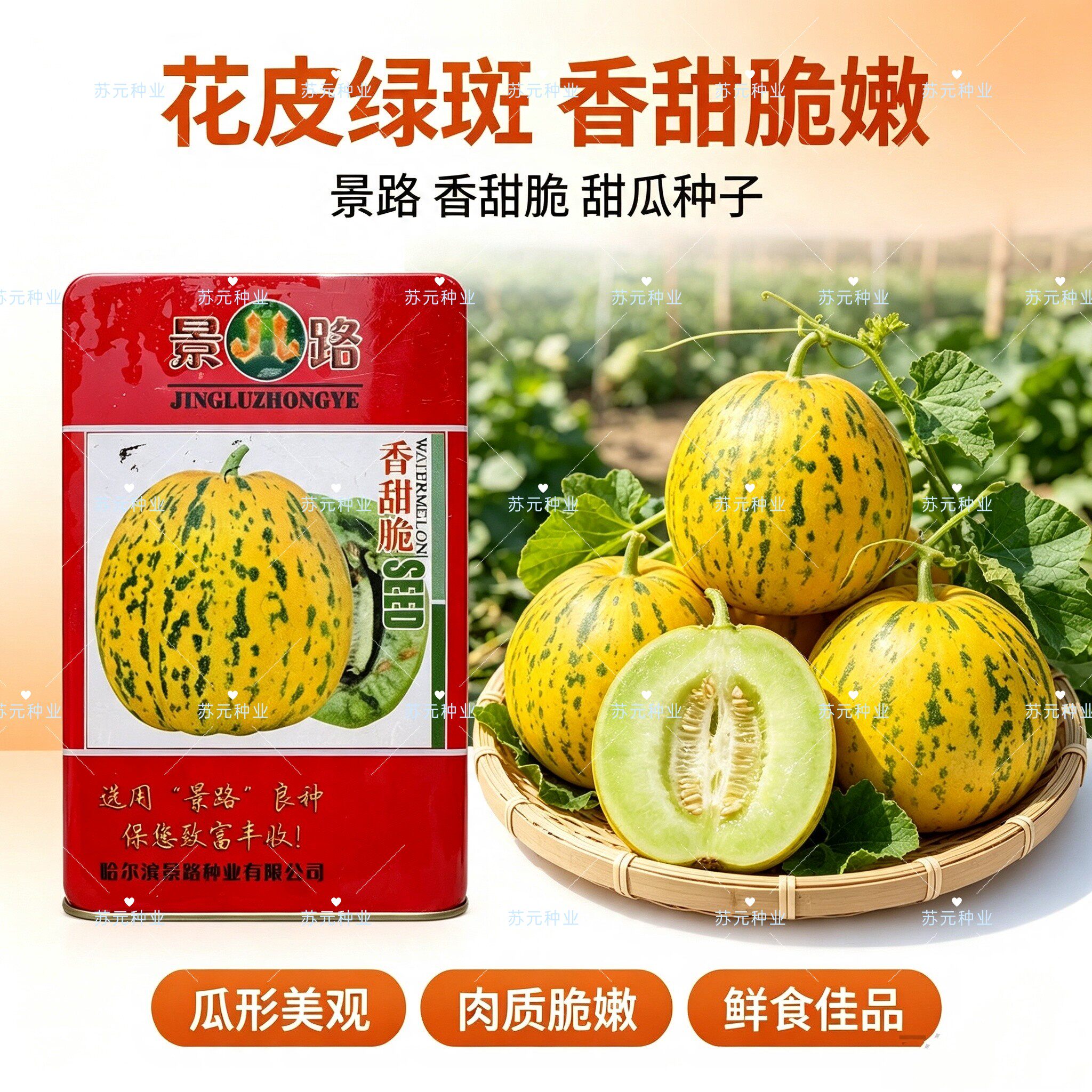 景路香甜脆甜瓜种子豹纹花皮香瓜种籽早熟薄皮绿肉高糖脆甜香甜瓜