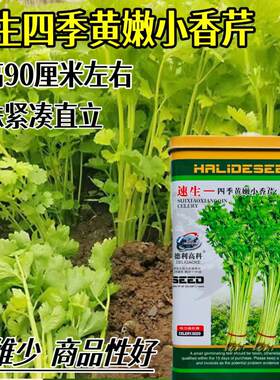 速生四季黄嫩小香芹种子香味浓脆嫩本地香芹种子农家春秋蔬菜种籽