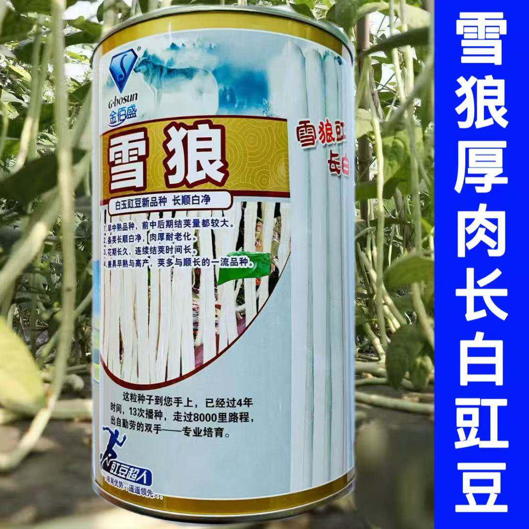 雪狼长白豆角种子早中熟白玉豇豆籽荚长80cm耐热湿肉厚耐老