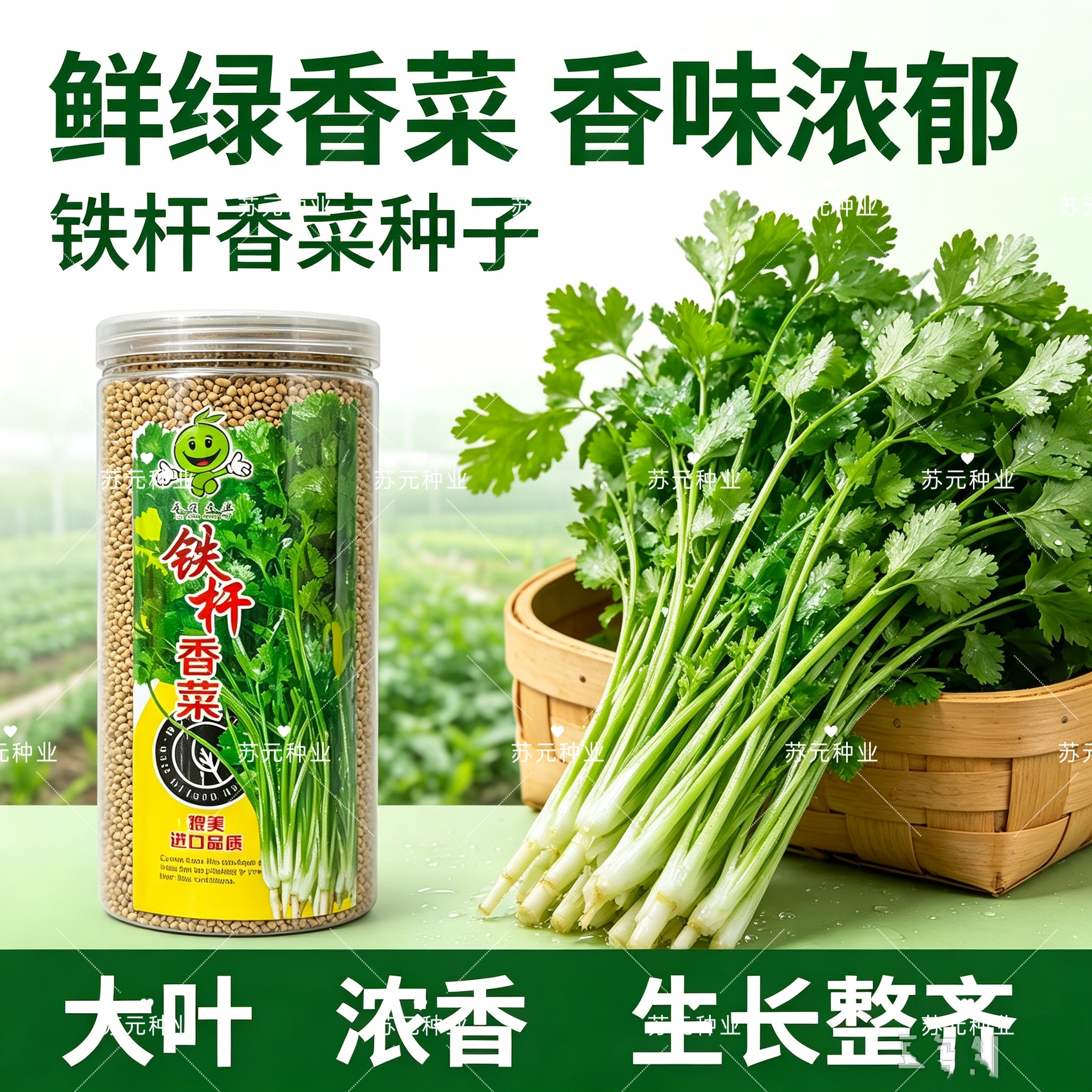 铁杆香菜种子耐热耐寒抗抽苔芫荽种子发芽快油亮大叶香菜种子