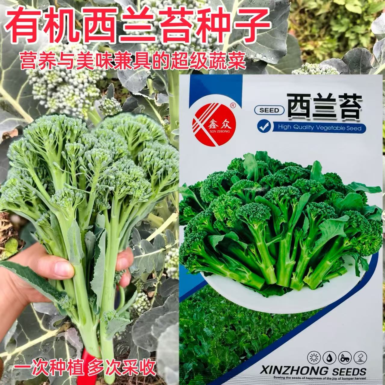 正品新种西兰苔种子多茬采收绿西兰苔有机西洋芥兰四季蔬菜苔种子