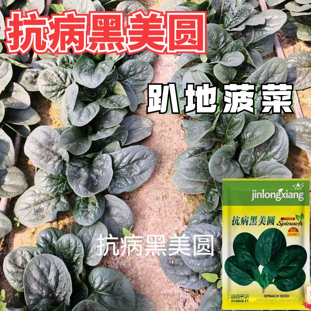 抗病黑美圆趴地菠菜种子耐冬一代杂交菠菜种子速生高产大田批发