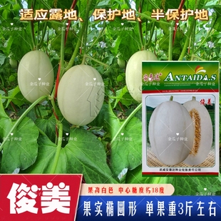 俊美甜瓜种子中早熟白皮白肉甜瓜种籽高糖肉质松脆抗病强坐果性好
