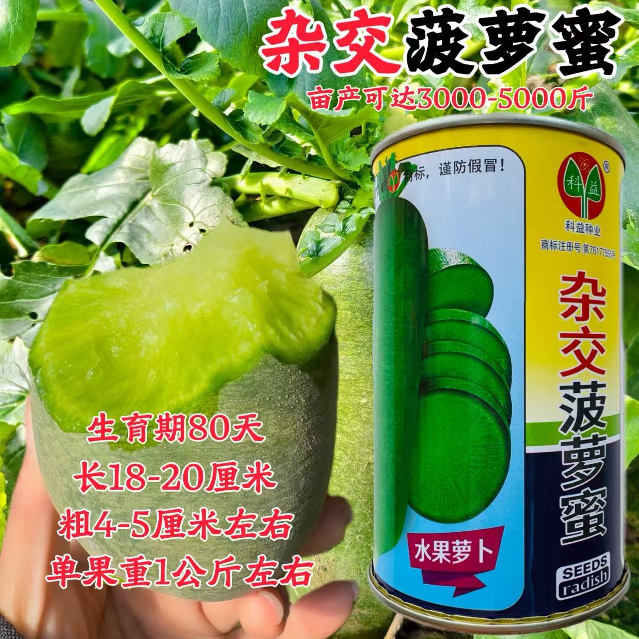 杂交菠萝蜜水果萝卜种子原装正品 薄皮肉质脆嫩 秋季播种萝卜种籽