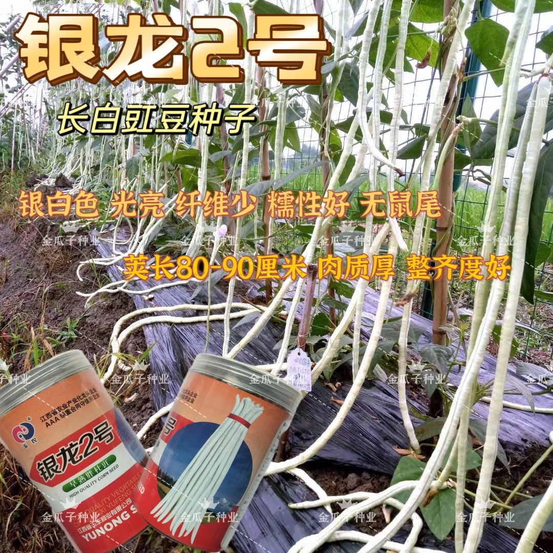银龙2号白豆角种子高产白玉豇豆长顺白无鼠尾早熟荚长肉厚耐老化