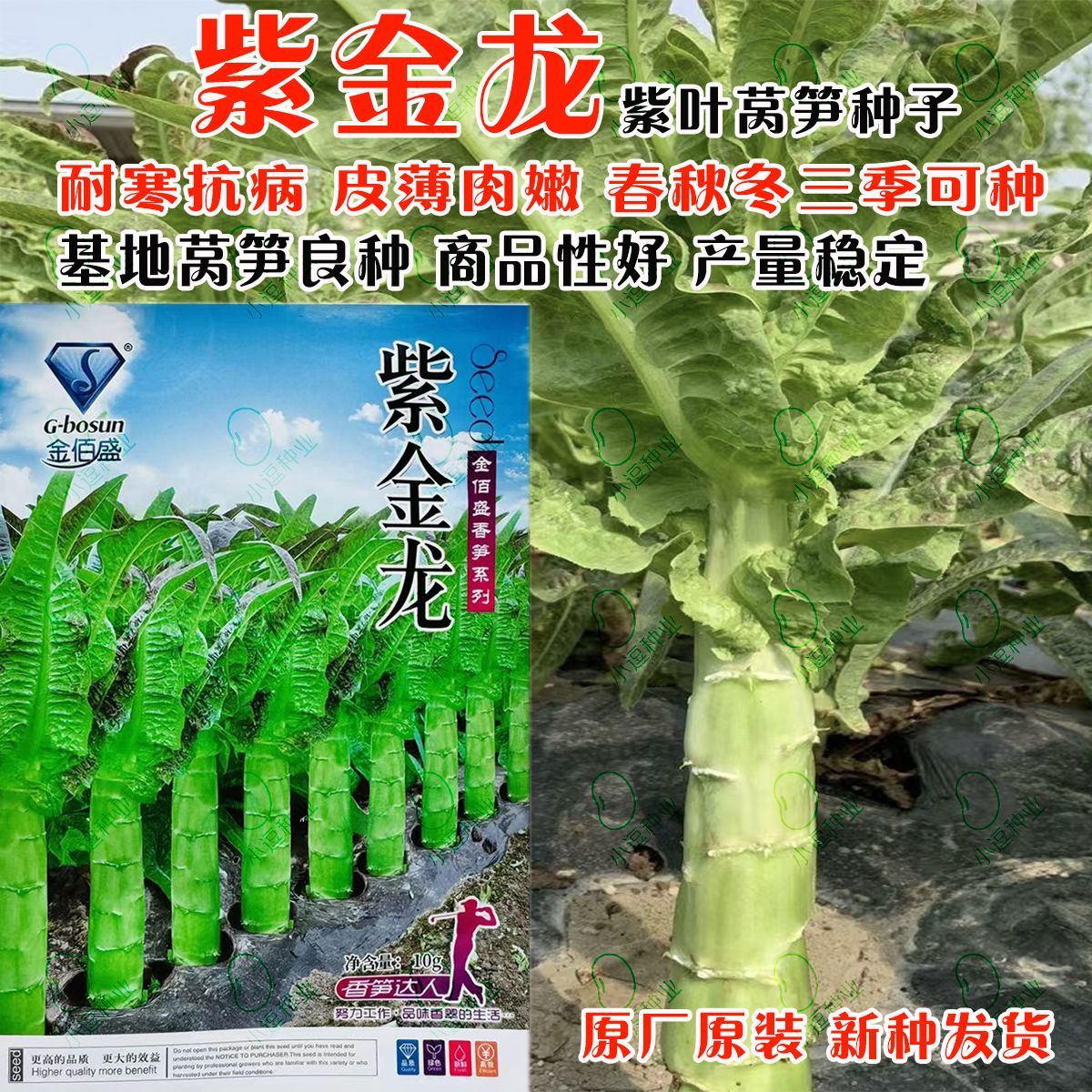 紫金龙莴笋种子春秋型尖叶莴笋种子皮浅青肉嫩绿莴苣种子10克