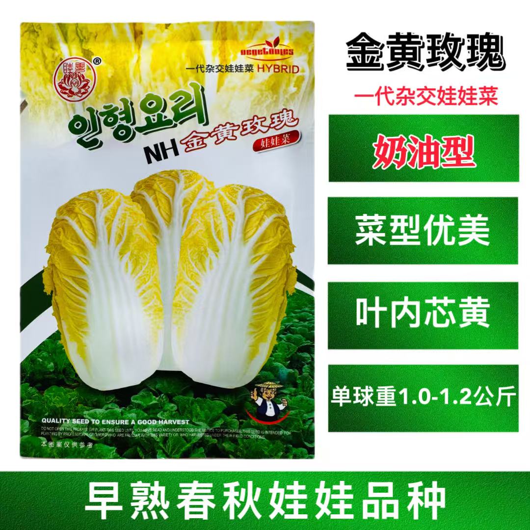 金黄玫瑰娃娃菜种子韩国引进一代杂交新型黄心娃娃菜小白菜种籽孑