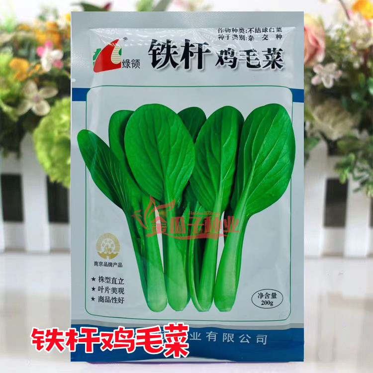 铁杆鸡毛菜速生耐寒耐热抗病直立