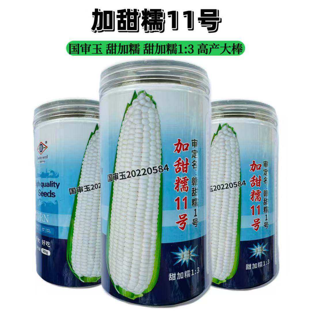 加甜糯11号白糯玉米种子早熟高产大棒甜糯粘玉米苞谷种籽抗病春秋