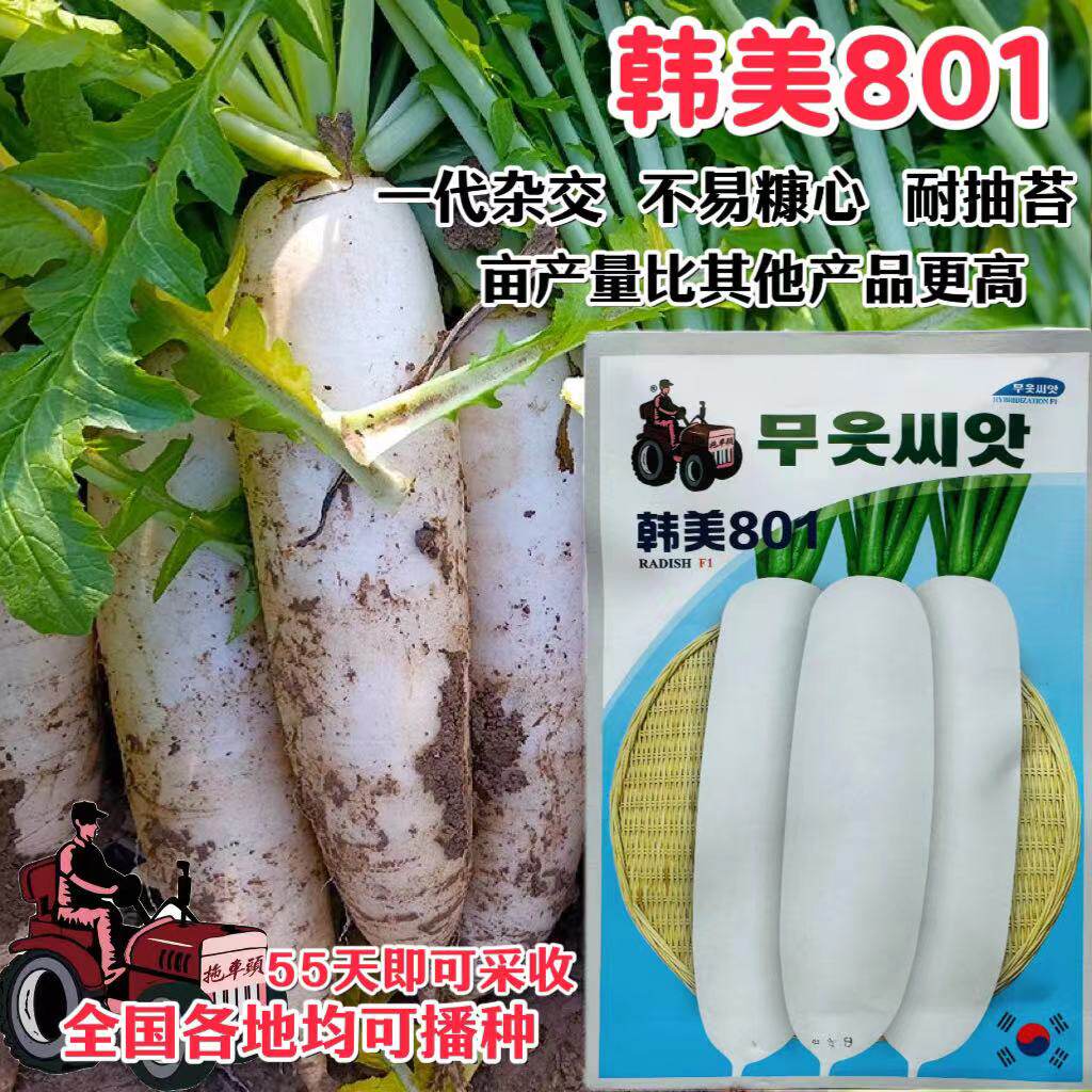 拖车头韩美801 白萝卜种子早熟高产秋季白萝卜种籽耐贮不易断裂孑