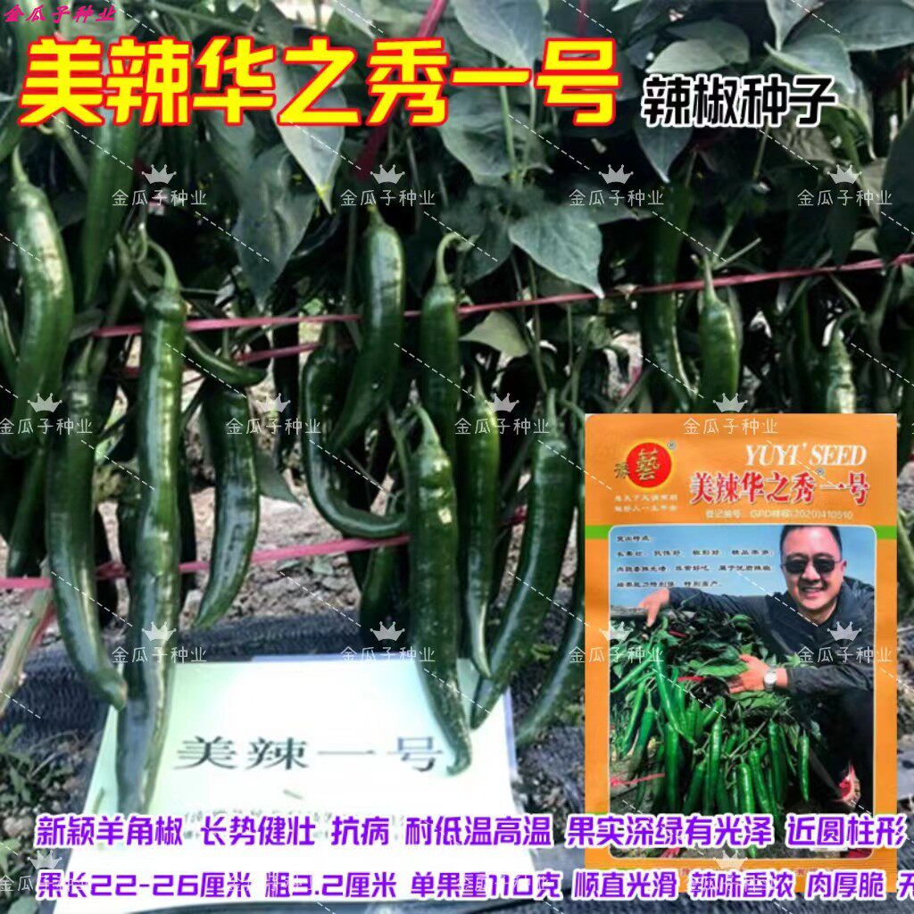 美辣华之秀一号辣椒种子 香辣味浓肉厚脆而无渣高产羊角椒种籽孑
