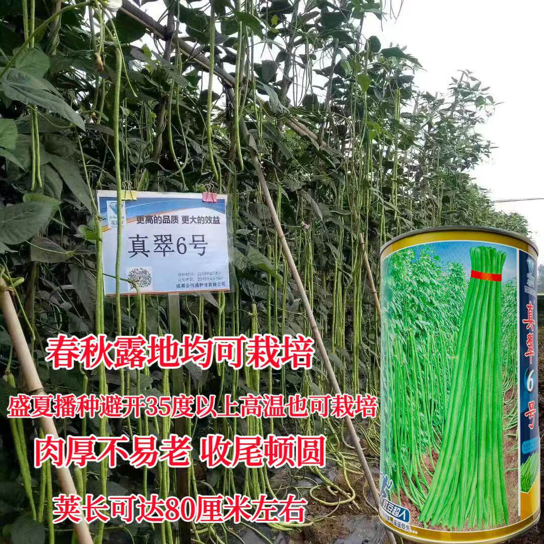 真翠6号豇豆种子真正翠绿长豆角种籽 高产耐热耐湿特长绿豆角种孑