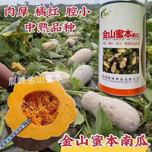 正品海南金山蜜本南瓜种子浓香肉厚腔小优质高产大果南瓜种甜度高