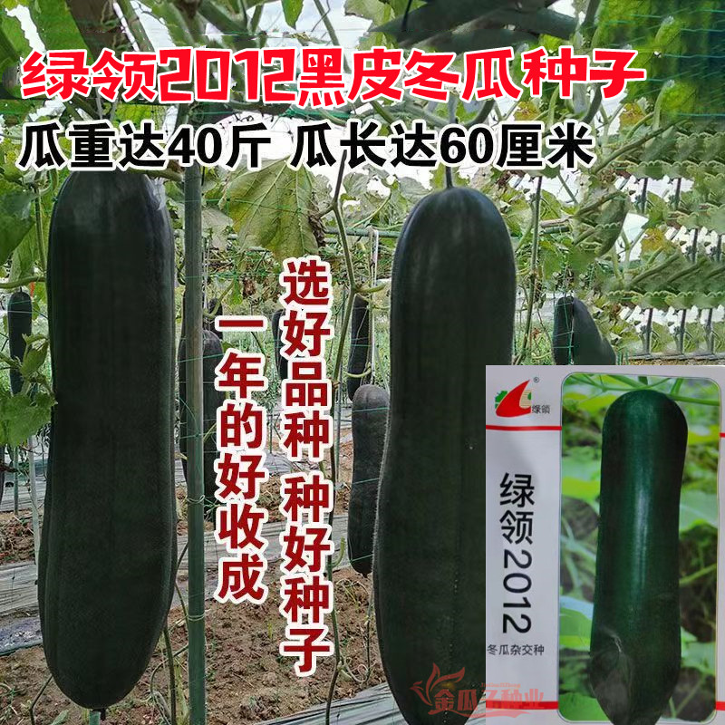 绿领2012冬瓜种子果实炮弹型墨绿色肉质致密品质优黑皮冬瓜种籽孑