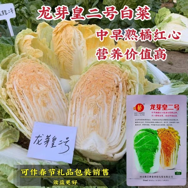 豫艺种子龙芽皇二号白菜种子秋季橘红心大白菜种子营养价值高优质