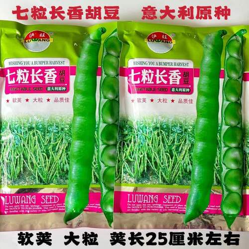 七粒长香蚕豆种子大粒结荚多粒大胡豆高产蚕豆大粒蚕豆种籽秋播