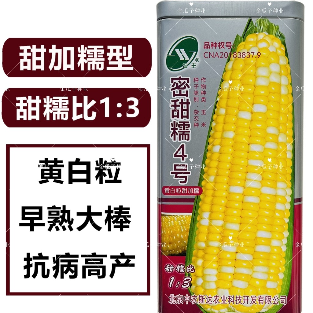 密甜糯4号玉米种子甜加糯玉米种籽黄白双色粘糯玉米种孑春秋播孑