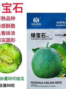 早熟绿宝石甜瓜种子口腔小口感酥甜香味浓不裂果果肉绿色