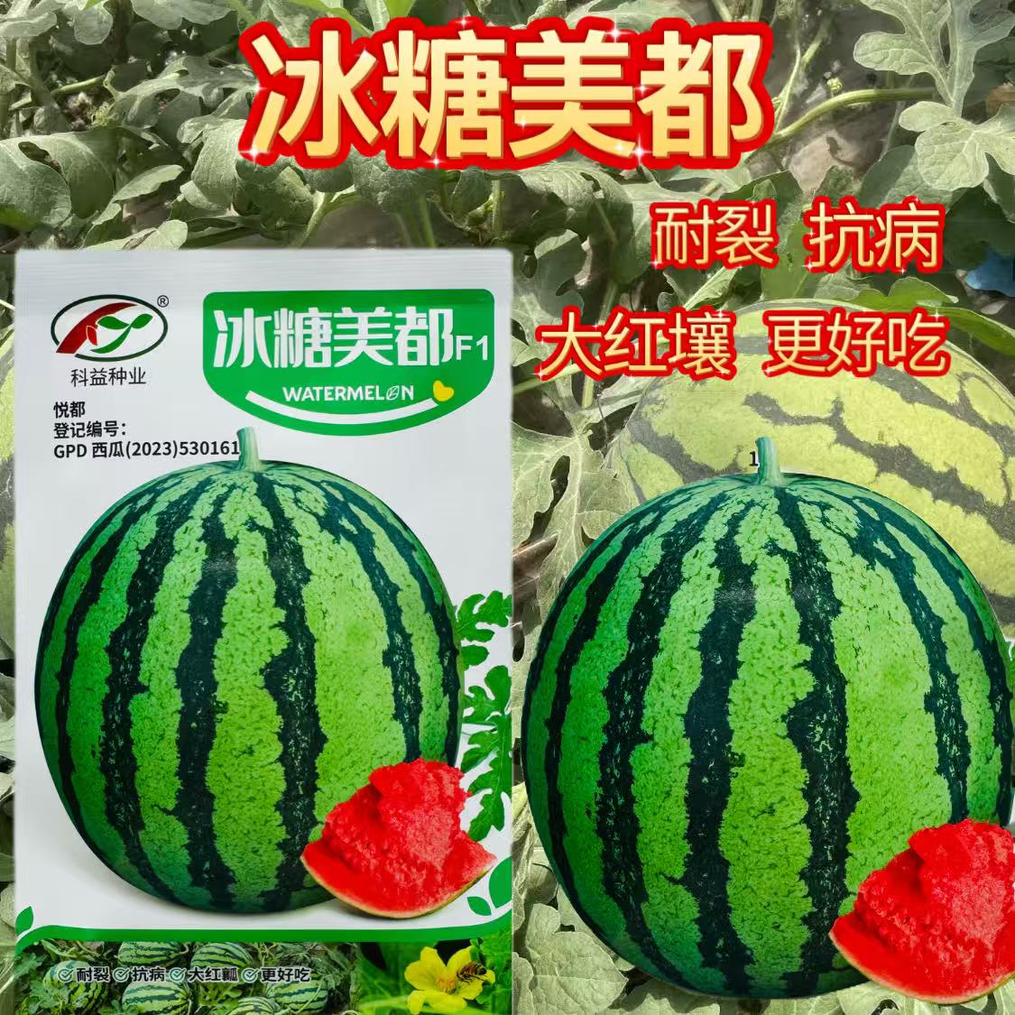 冰糖美都西瓜种子中熟质脆多汁口感佳品质高皮薄耐贮运红瓤西瓜种
