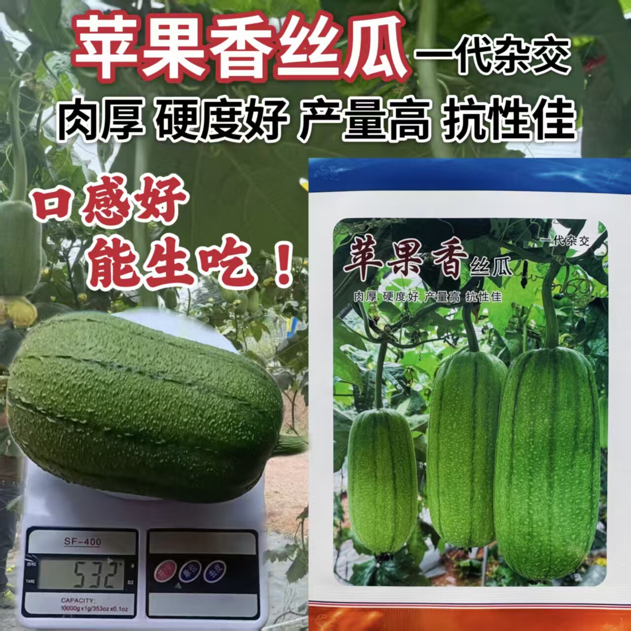 苹果香丝瓜种子农家春播香短丝瓜种孑爬藤耐热早中熟丝瓜蔬菜种籽