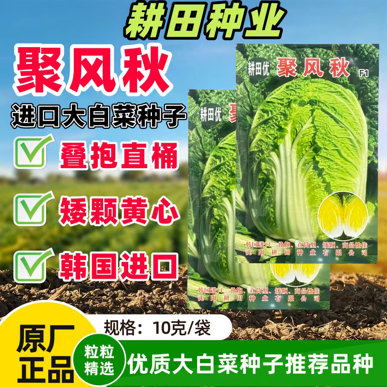 韩国进口种子聚风秋大白菜种子中熟大颗黄心直筒叠抱型矮颗抗病强