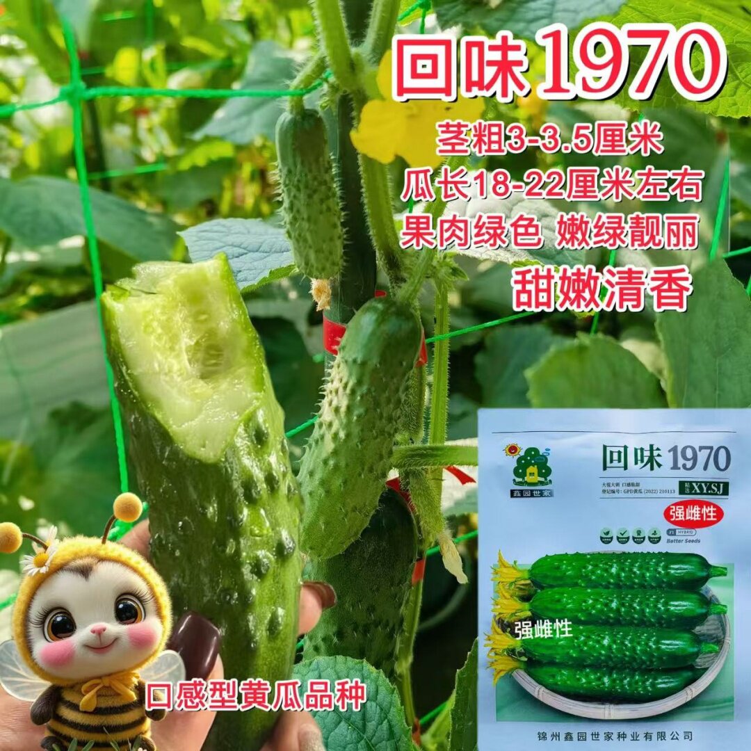 回味1970水果黄瓜种子强雌大苞大刺水果黄瓜种籽口感甜脆蔬菜种子