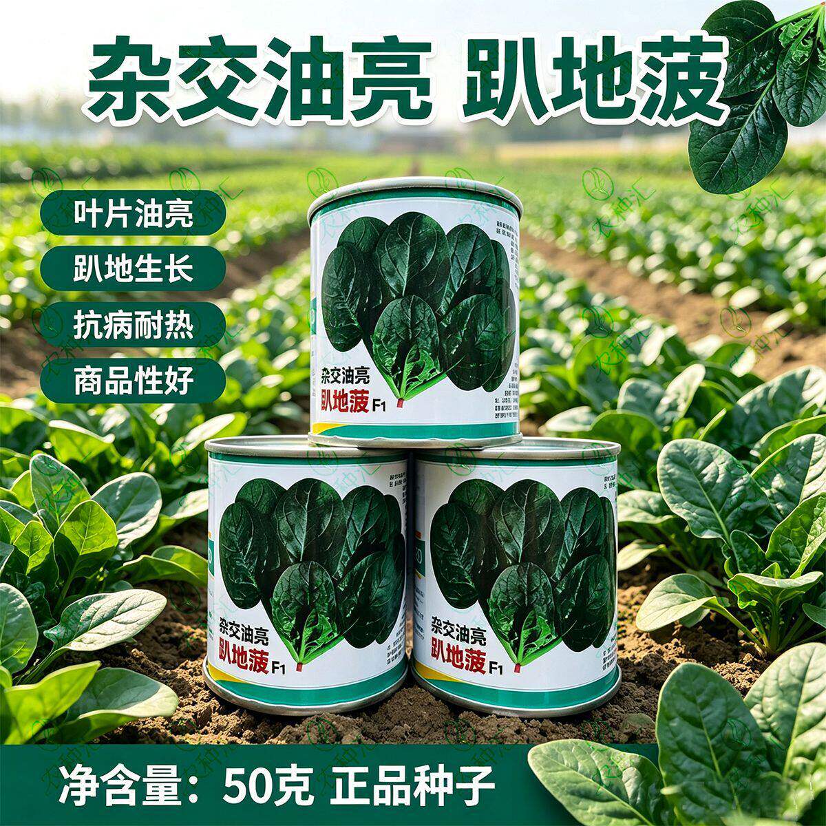杂交油亮趴地菠菜种子无苦味耐寒圆叶笨菠菜种籽黑木耳甜菠菜种子