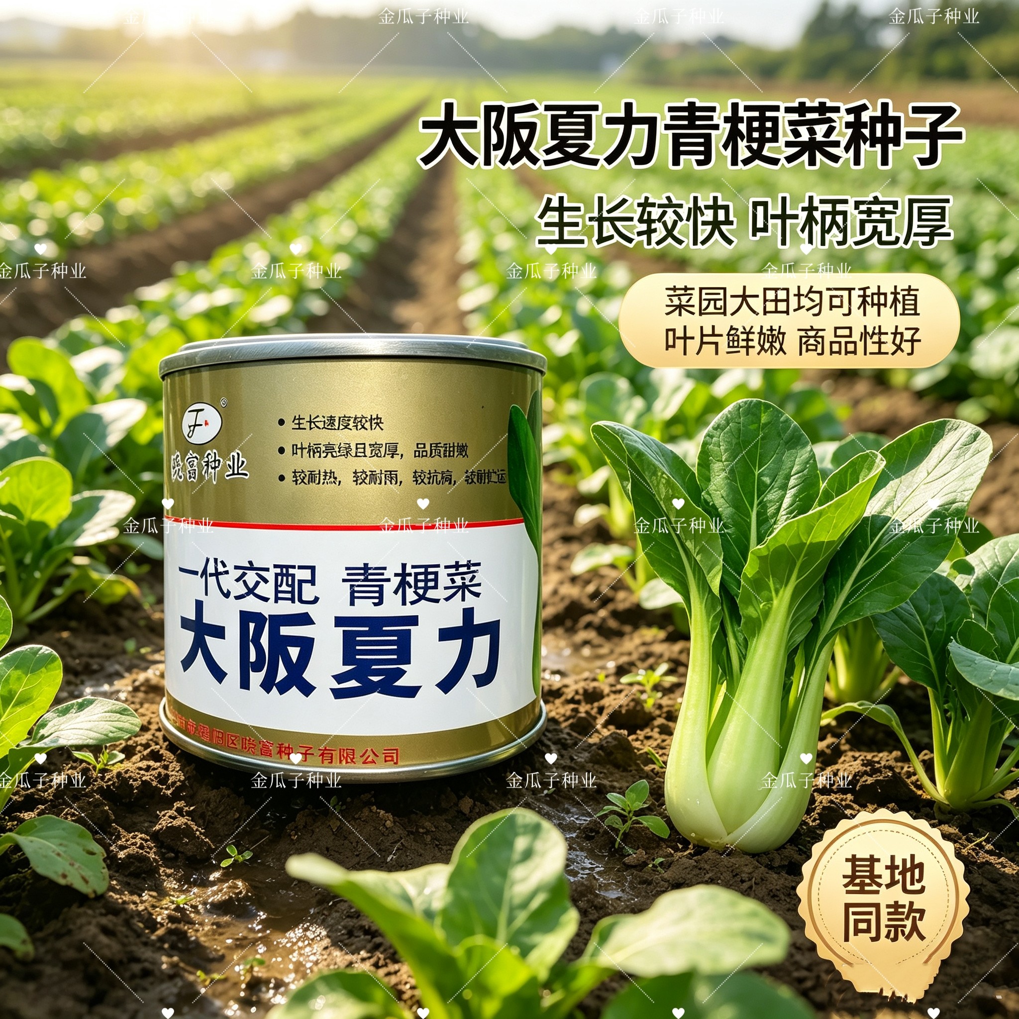 晓富大阪夏力青梗菜青菜种籽高产耐热耐湿夏季上海青束腰油菜种子