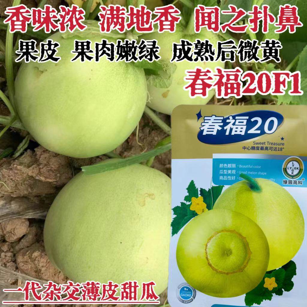 春福20甜瓜种子早熟杂交薄皮绿皮绿肉香瓜种籽满地香水果甜瓜种子