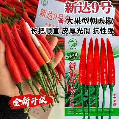 新达9号朝天椒种子正品长把顺直大果朝天椒种子高产果硬鲜红油亮