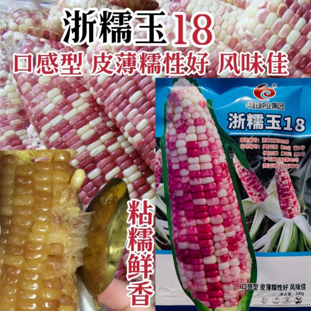 玉米种子浙糯玉18花糯玉米种籽农家春秋播鲜食甜糯玉米皮薄苞谷种