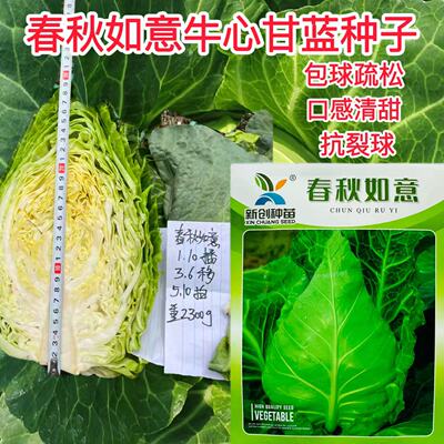 新创春秋秀美春秋如意甘蓝种籽春秋早熟耐寒耐裂牛心甘蓝包菜种子