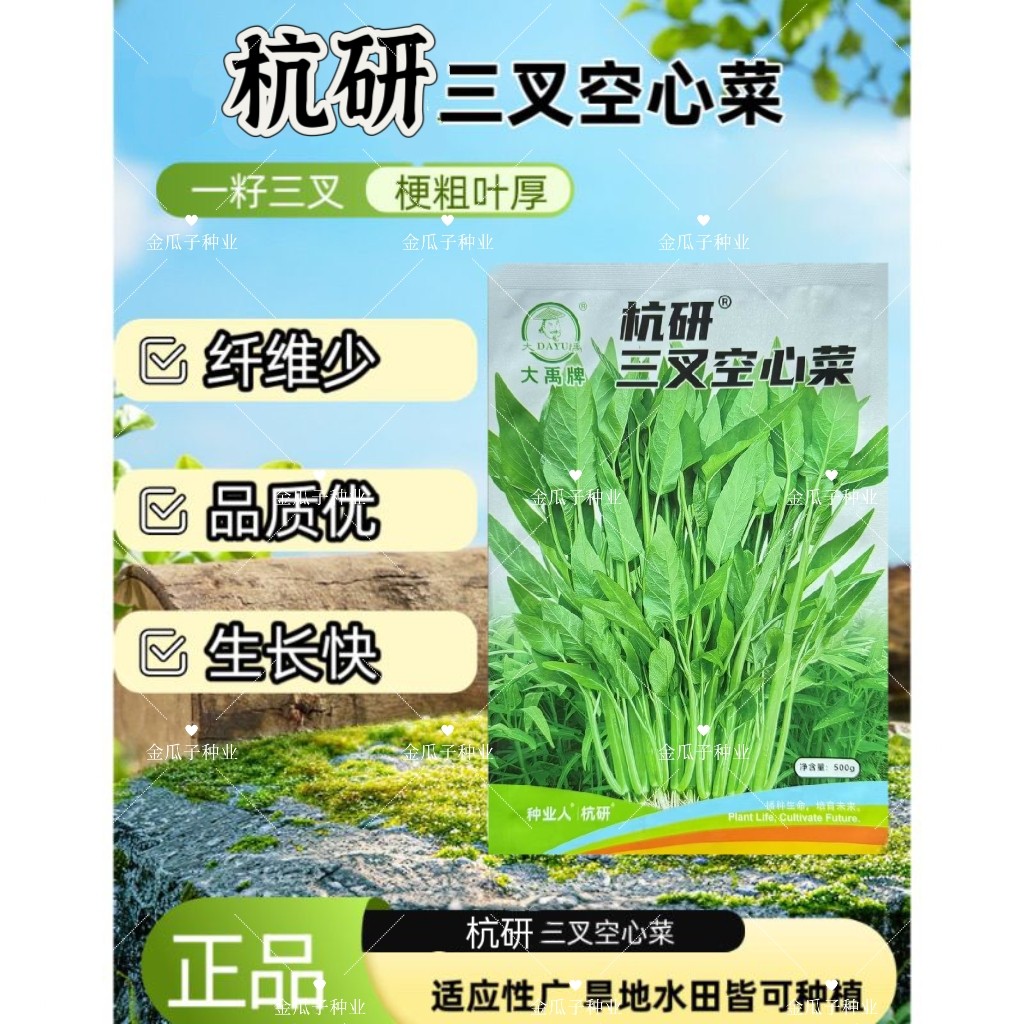 三叉空心菜种子青梗空心菜种子蔬菜种子芽苗菜种子尖叶空心菜种籽