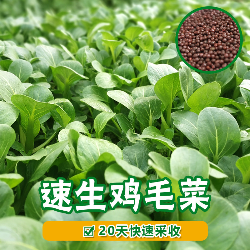 鸡毛菜种子上海青菜籽种籽油菜大全蔬菜种孑阳台盆栽小白菜籽四季
