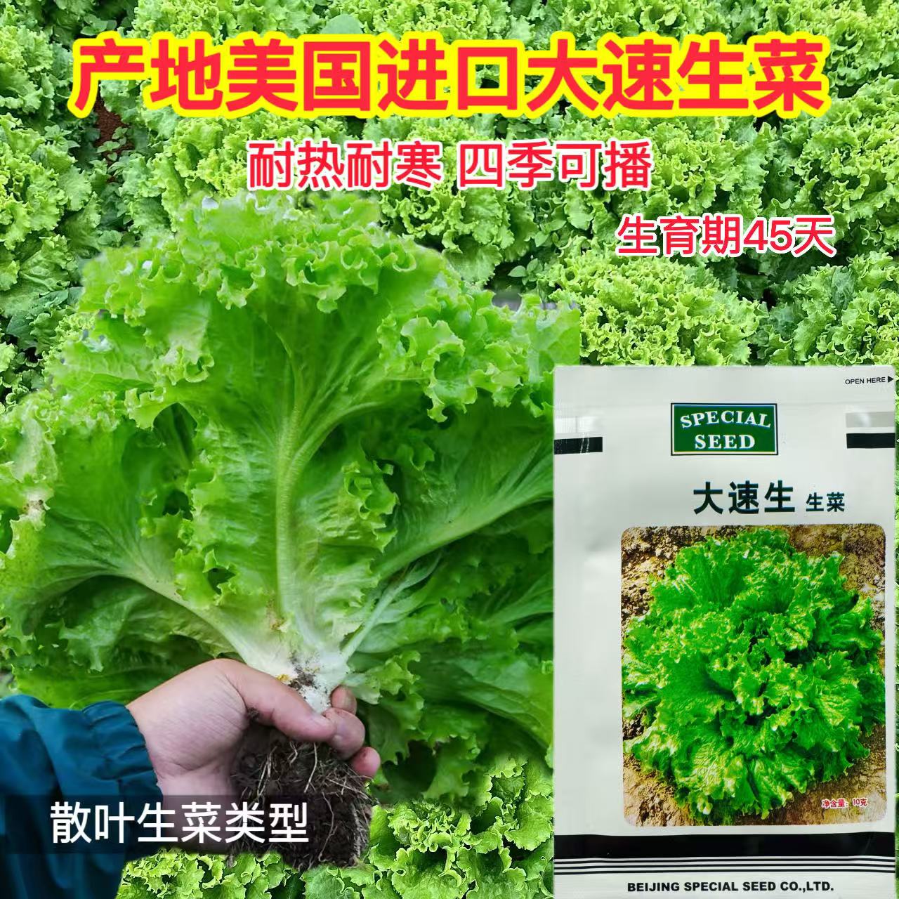 进口大速生生菜种子 可生吃散叶耐寒结球奶油生菜籽 高产蔬菜种子